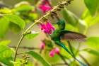 Ecuador-Guango. Long-tailed sylph hummingbird feeding on flowers. Art Print